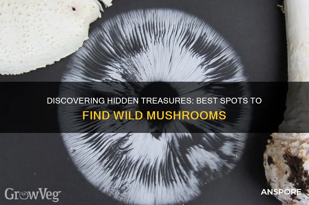 were to find mushrooms