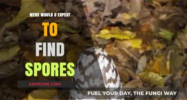 Unexpected Places Spores Thrive: Surprising Locations to Discover Them