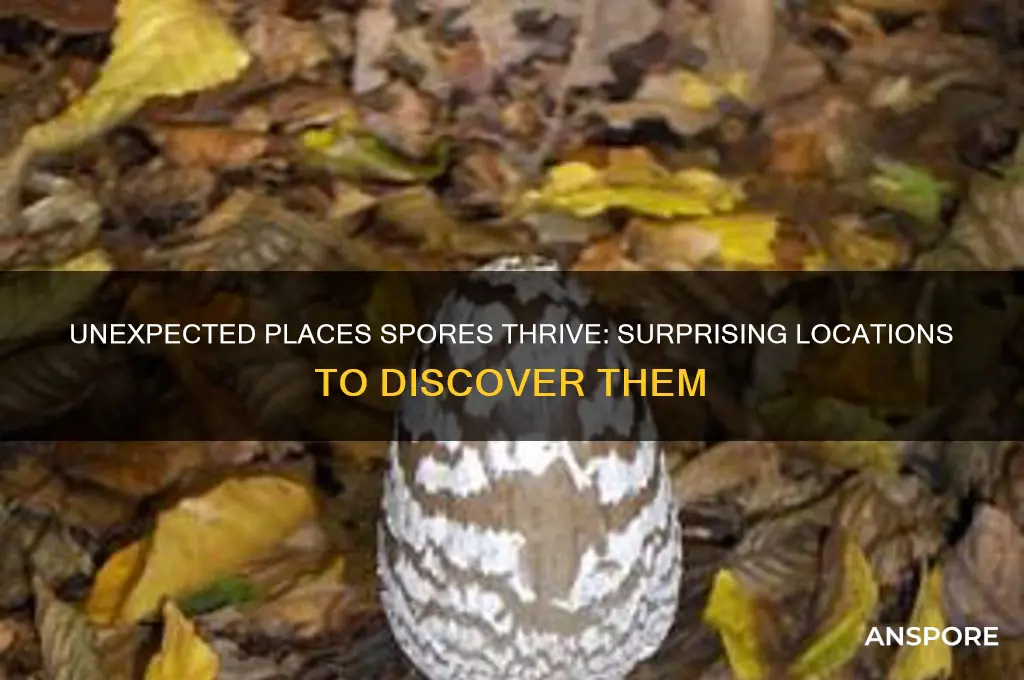 were would u expext to find spores