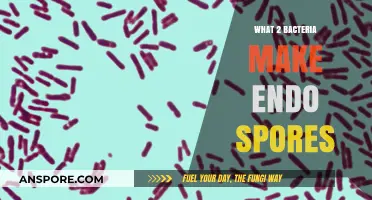 Two Key Bacteria That Form Endospores: A Survival Mechanism Explained