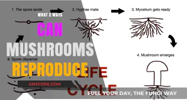 Mushroom Reproduction: Exploring Sexual and Asexual Propagation Methods