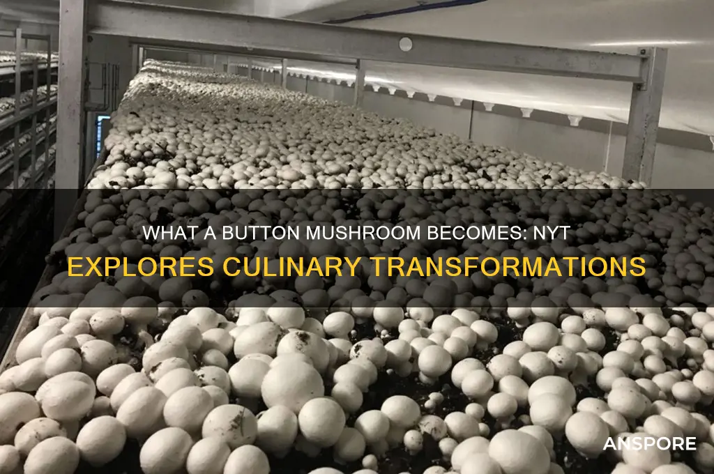 what a button mushroom becomes nyt