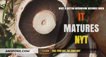 From Button to Portobello: The Surprising Transformation of Mature Mushrooms