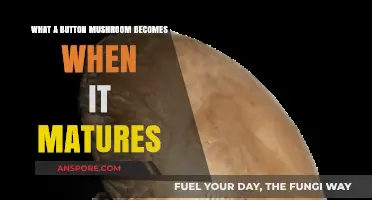 From Button to Portobello: The Surprising Transformation of Mature Mushrooms