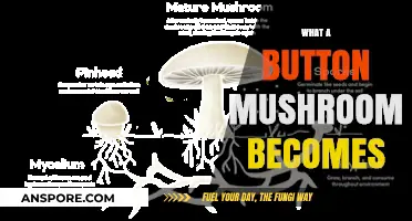 The Magical Transformation of Button Mushrooms