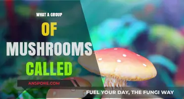 Unveiling the Fascinating Collective Name for a Group of Mushrooms