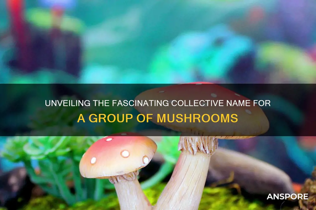 what a group of mushrooms called
