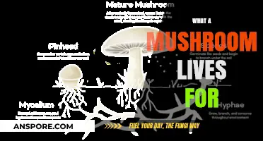 Mushrooms' Purpose: Decomposing and Sustaining Life