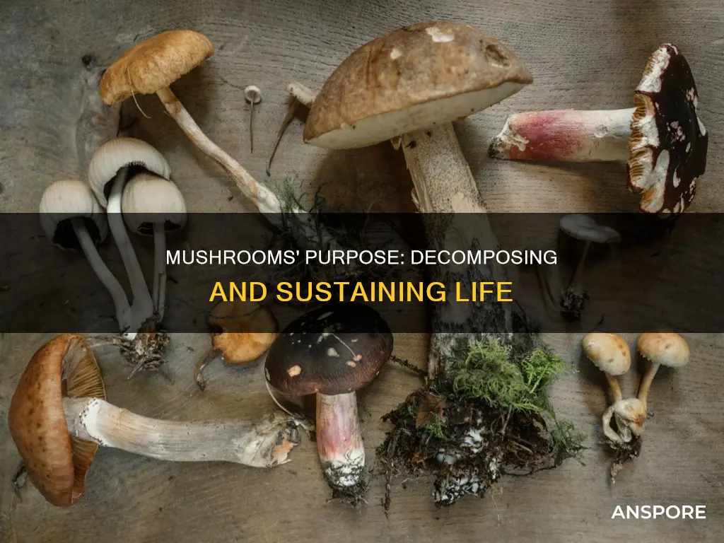 what a mushroom lives for