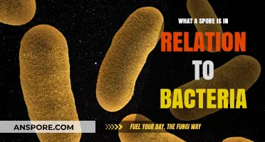 Understanding Bacterial Spores: Survival Mechanisms and Their Significance