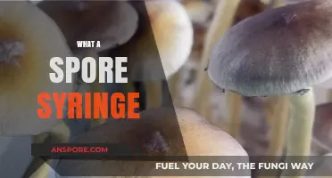 Understanding Spore Syringes: A Beginner's Guide to Mushroom Cultivation