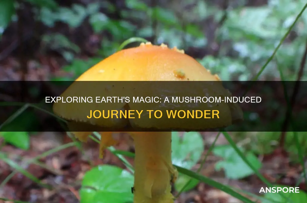 what a wonderful world while on mushrooms