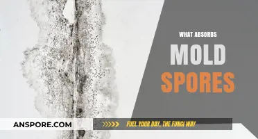 Effective Solutions: What Absorbs Mold Spores in Your Home