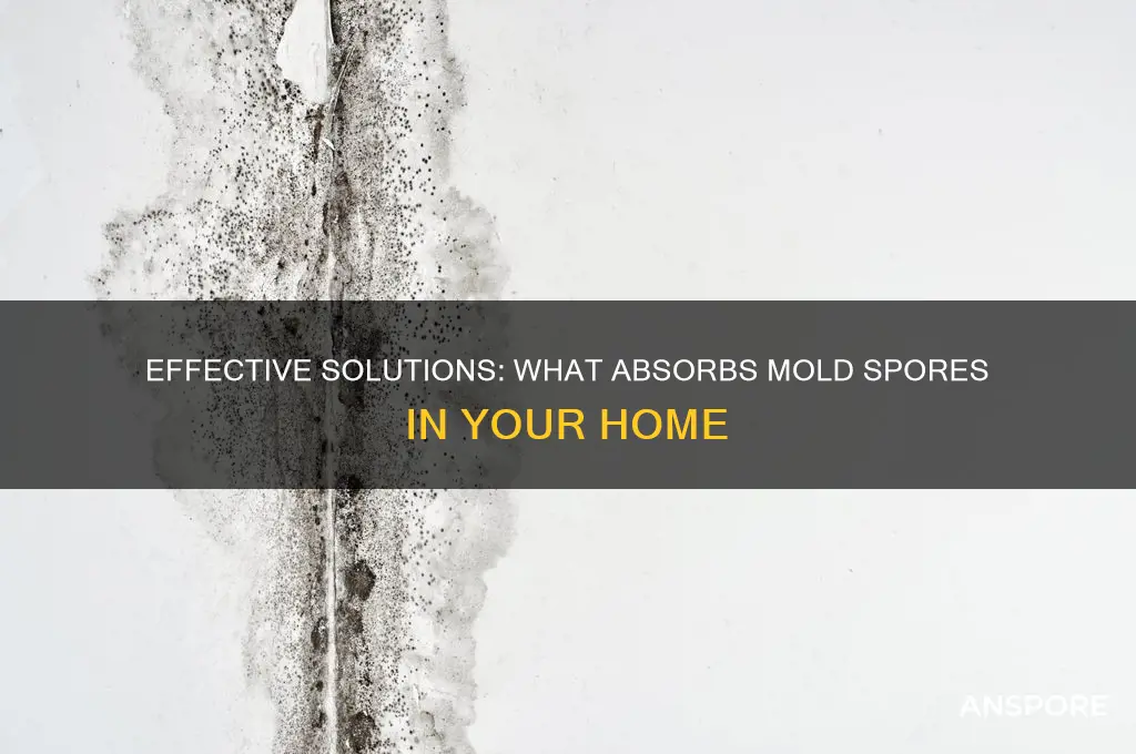 what absorbs mold spores