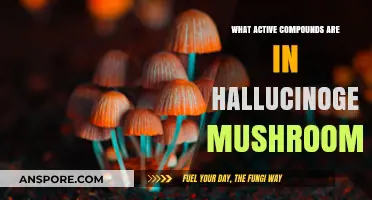 Unveiling the Psychedelic Secrets: Active Compounds in Hallucinogenic Mushrooms