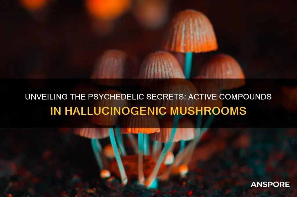 what active compounds are in hallucinogenic mushrooms