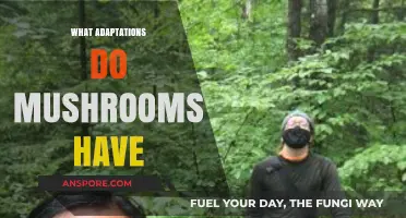 Mushrooms' Unique Adaptations for Survival