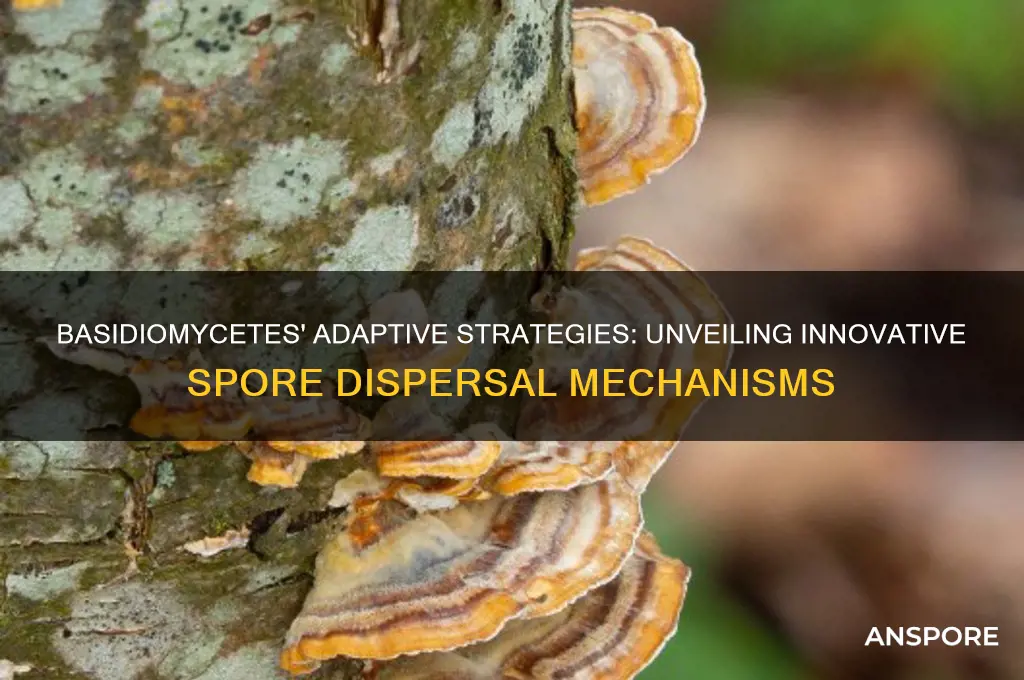 what adaptive strategy is used by basidiomycetes for spore dispersal