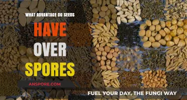 Seeds vs. Spores: Unlocking the Evolutionary Advantages of Seed Plants