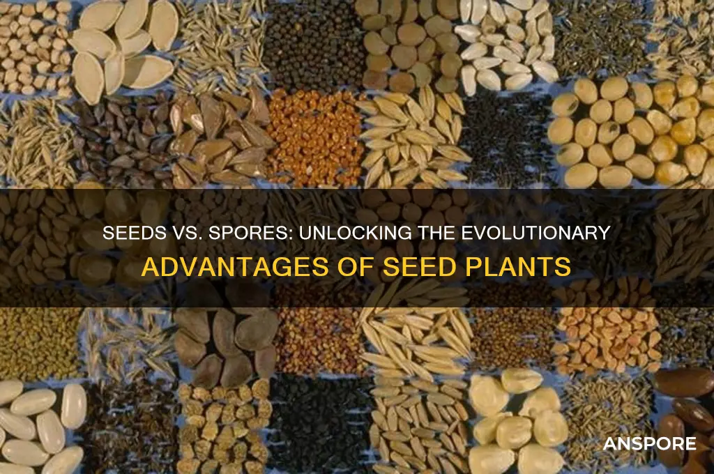what advantage do seeds have over spores