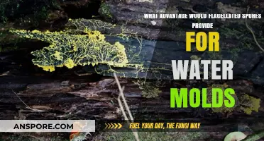 Flagellated Spores: Enhancing Water Molds' Dispersal and Survival Strategies