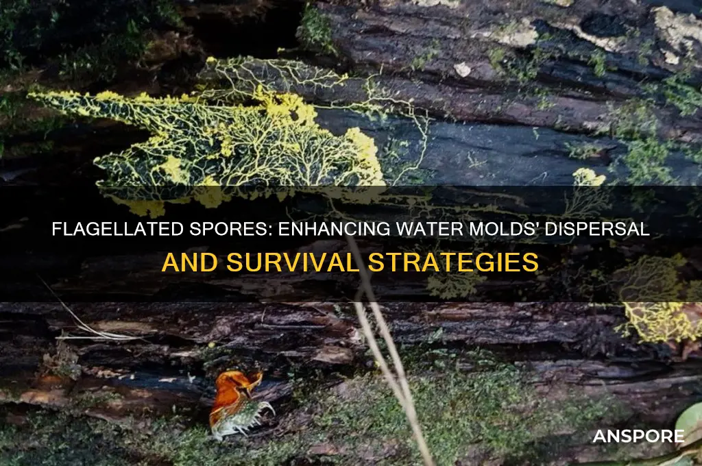 what advantage would flagellated spores provide for water molds