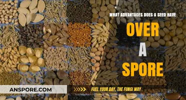 Seeds vs. Spores: Key Advantages in Plant Reproduction and Survival