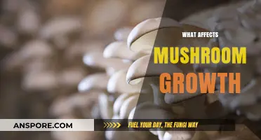 Mushroom Growth: Factors and Secrets Revealed