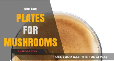 Agar Plates: Essential for Mushroom Growth