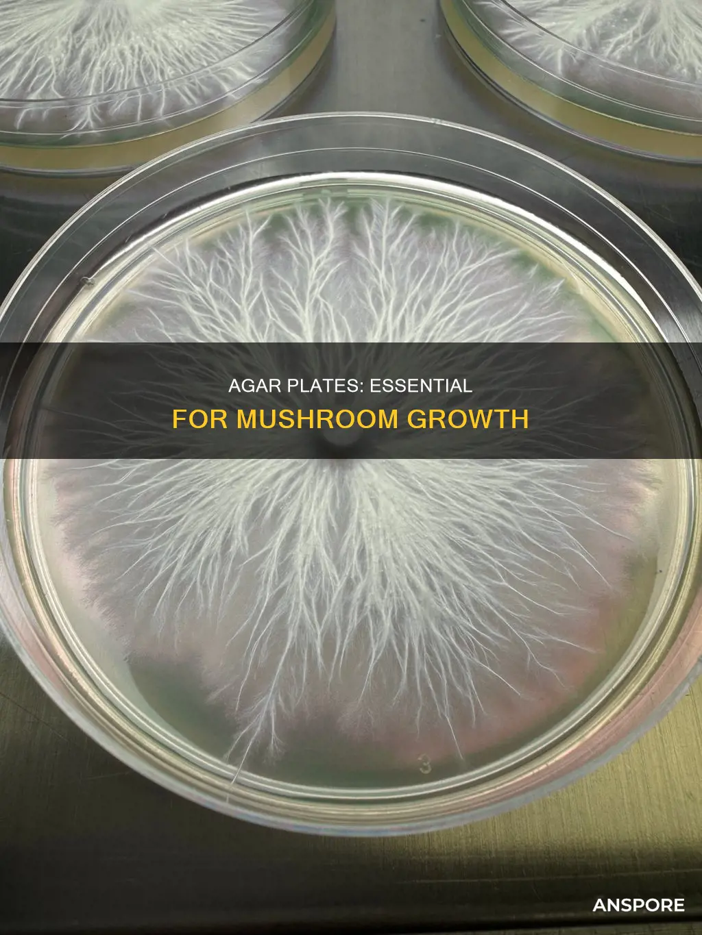 what agar plates for mushrooms