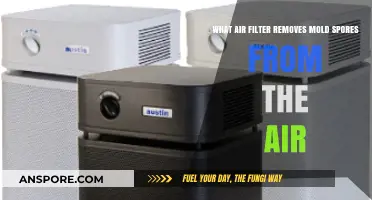 Effective Air Filters to Eliminate Mold Spores and Improve Indoor Air Quality