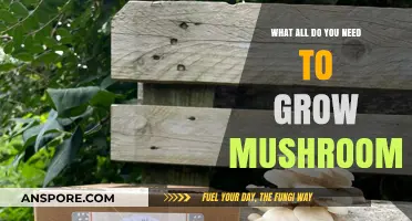 Essential Tools and Conditions for Successful Mushroom Cultivation at Home