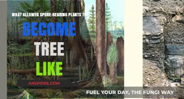 Evolutionary Innovations: How Spore-Bearing Plants Transformed into Tree-Like Giants