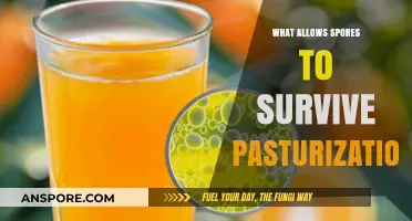 How Spores Resist Pasteurization: Unlocking Their Survival Mechanisms
