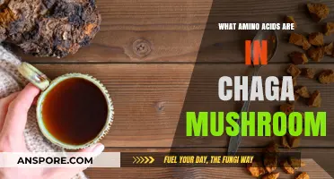 Chaga Mushrooms: Unlocking the Amino Acid Secrets Within