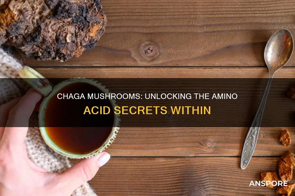 what amino acids are in chaga mushrooms