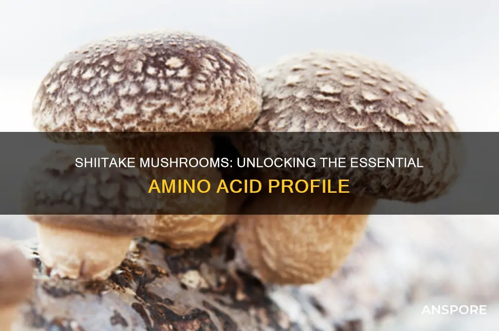 what amino acids are in shiitake mushrooms