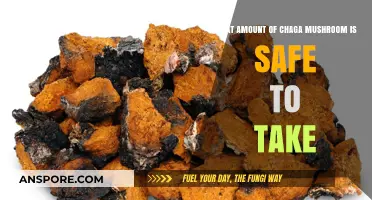 Safe Chaga Mushroom Dosage: How Much is Too Much?