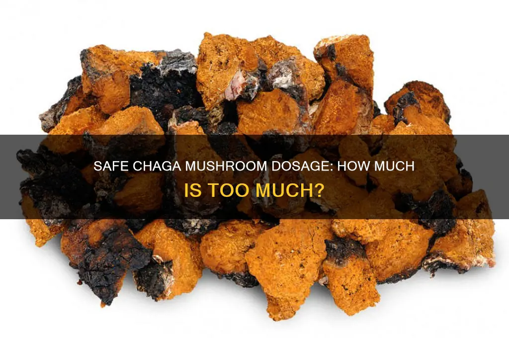 what amount of chaga mushroom is safe to take