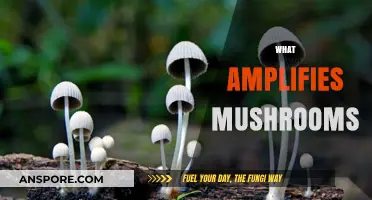 Mushroom Magic: Unlocking Nature's Secrets for Amplified Growth