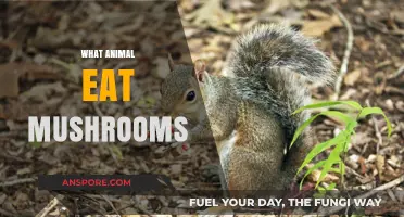 Exploring Nature's Fungus Fans: Animals That Eat Mushrooms