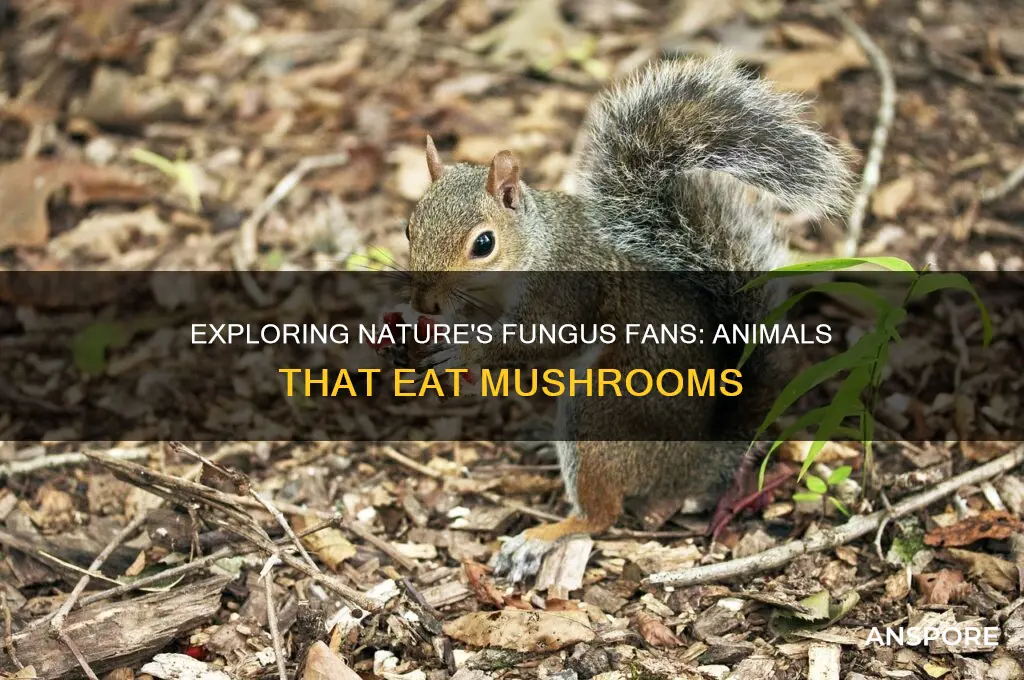 what animal eat mushrooms