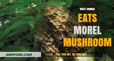 Unveiling Morel Mushroom Eaters: Surprising Animals That Feast on This Fungus