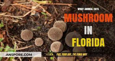 Florida's Fungus Feasters: Animals That Eat Mushrooms in the Sunshine State