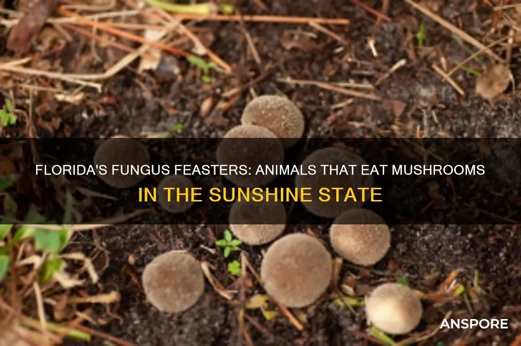 what animal eats mushrooms in florida