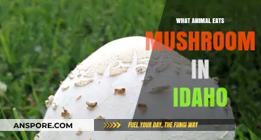 Idaho's Mushroom Munchers: Unveiling the Forest's Fungus-Feasting Wildlife