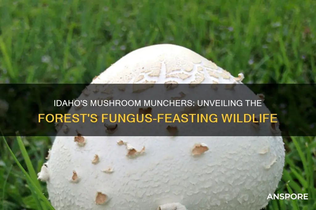 what animal eats mushrooms in idaho