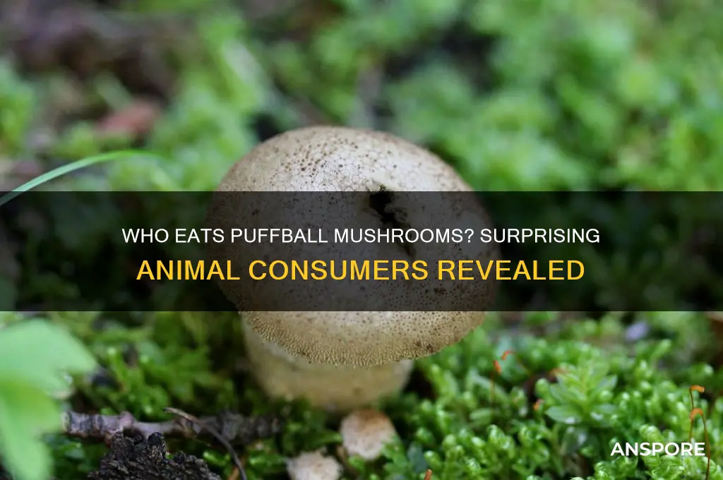 what animal eats puff ball mushrooms