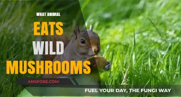 Wild Mushroom Eaters: Surprising Animals That Feast on Fungi in Nature