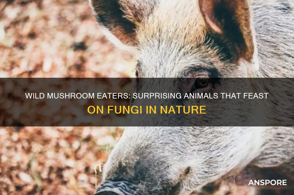 what animal eats wild mushrooms